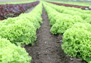 Is Your Water Safe for Washing Fresh Vegetables? What Every Household and Farm Should Know - AquaVial